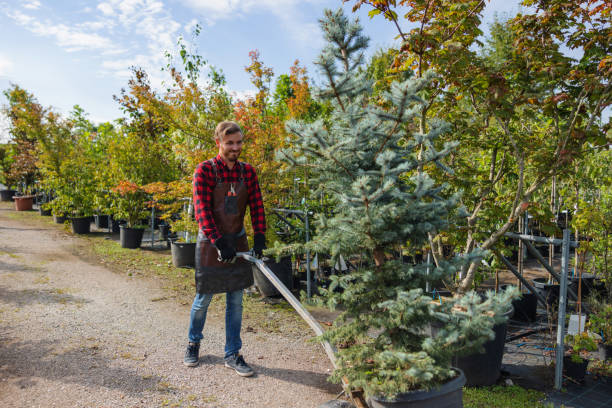 Best Commercial Tree Services  in Lake Shore, MN